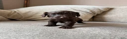 Mixed Breed dogs for sale: Doxiepoo pups  - Advert 21