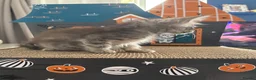 Maine Coon cats for sale: Beautiful mc kittens great personalities - Advert 6