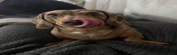 Miniature Dachshund dogs for sale: Miniature Dachshund seeking his forever home  - Advert 2