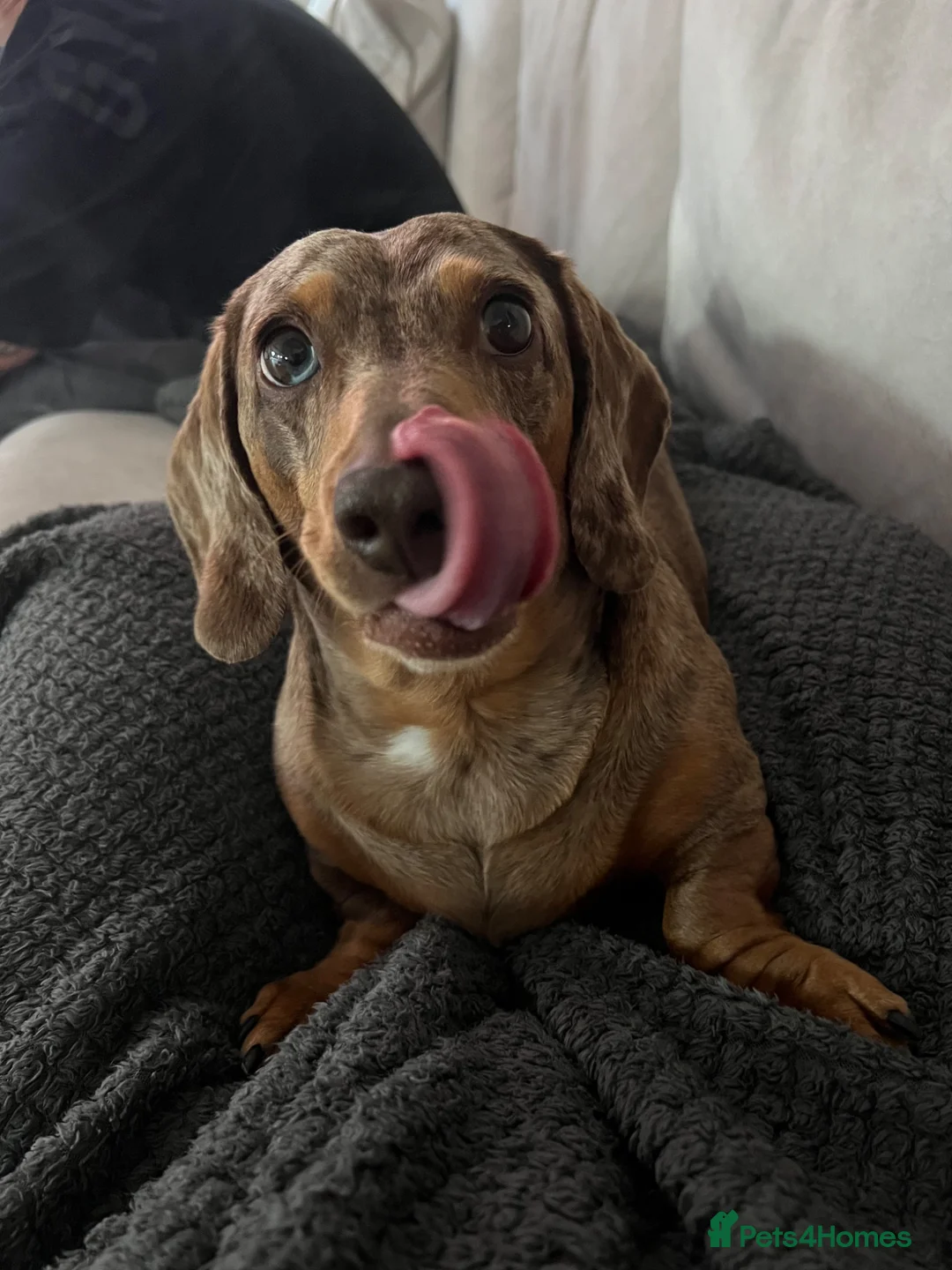 Miniature Dachshund dogs for sale: Miniature Dachshund seeking his forever home  - Advert 2