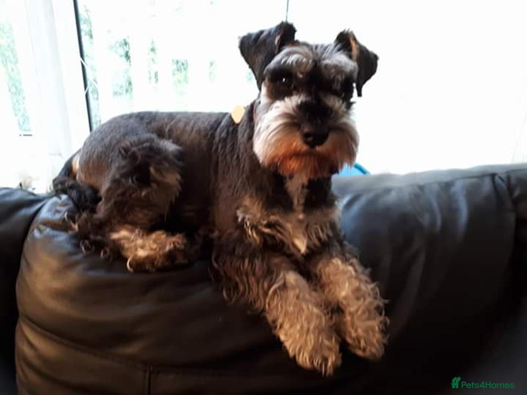 Miniature Schnauzer dogs for stud: stunning Kc registererd proven miniature schnauzer in Wolverhampton - Advert 2