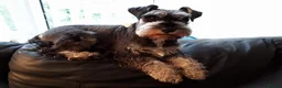 Miniature Schnauzer dogs for stud: stunning Kc registererd proven miniature schnauzer in Wolverhampton - Advert 2