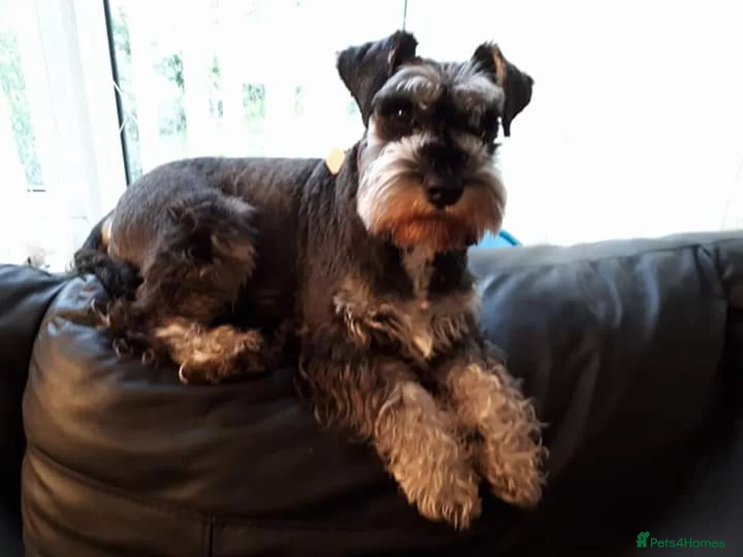 Miniature Schnauzer dogs for stud: stunning Kc registererd proven miniature schnauzer in Wolverhampton - Advert 2