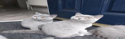 British Shorthair cats for sale: British shorthair blue  - Advert 10