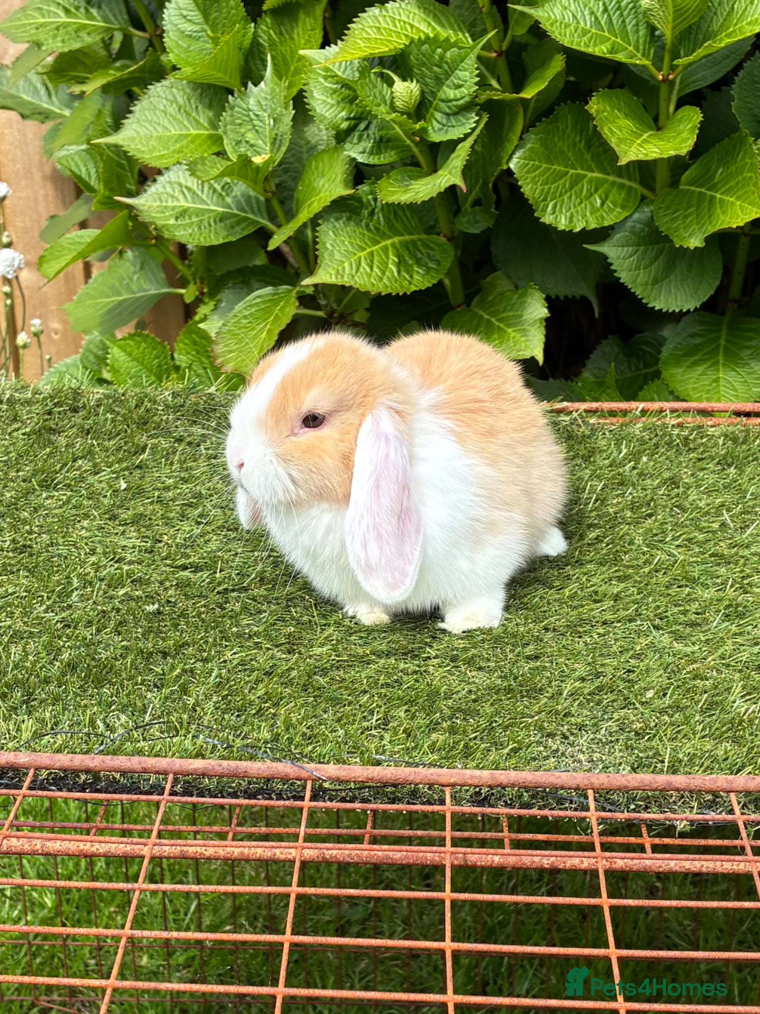 Mini Lop rabbits Pure bred mini lop baby  .  - Advert 1