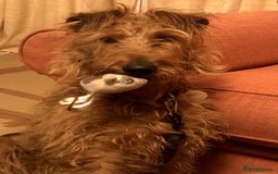 Irish Terrier dogs for sale: Irish Terrier pups expected early December  - Image 13