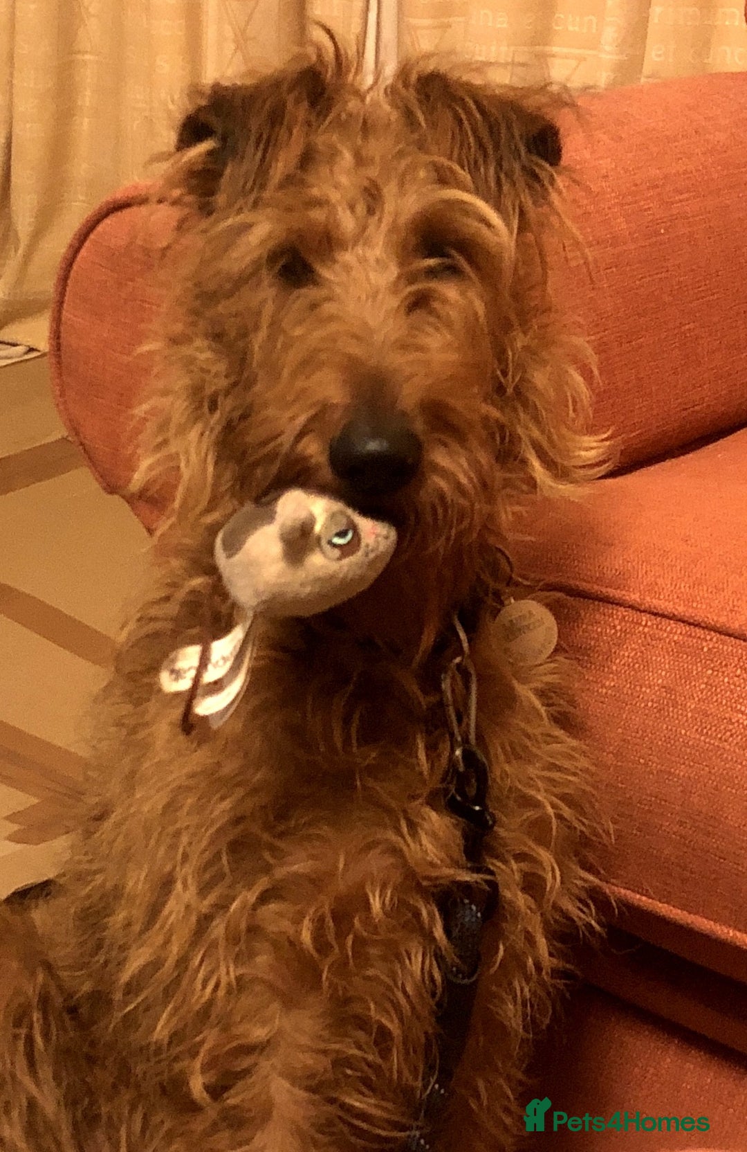 Irish Terrier dogs for sale: Irish Terrier pups expected early December  - Image 13