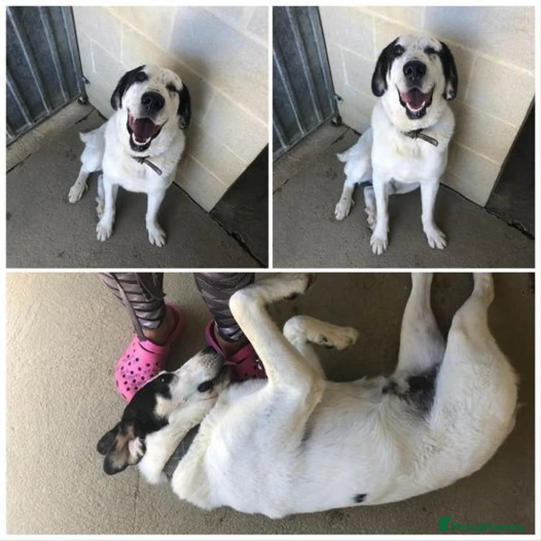 Mixed Breed dogs for adoption: 🐾 Meet Luke ❤️ - Advert 4