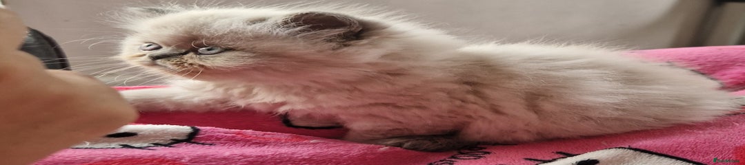 Persian Kitten 4