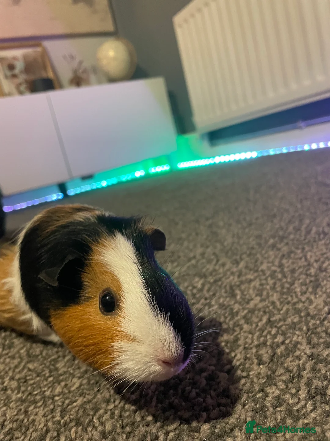 English rabbits for sale: Two Guinny pigs for sale  - Advert 2