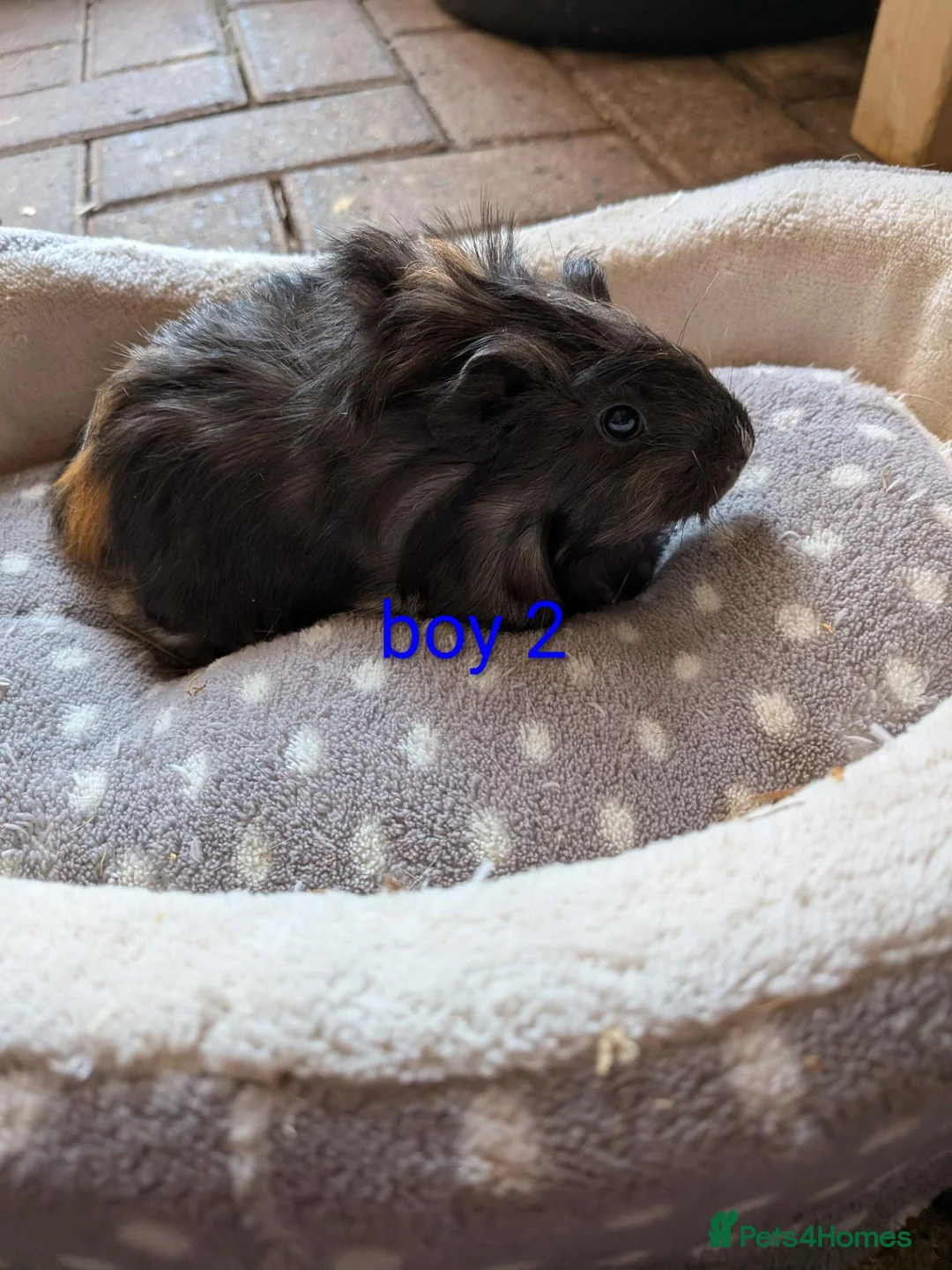 Guinea Pig rodents for sale: Baby boy guinea pigs ready now - Advert 2