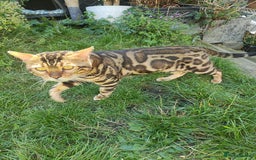 Bengal cats for sale: 🐆 Stunning TICA Registered Bengals Available 🐾 - Image 13