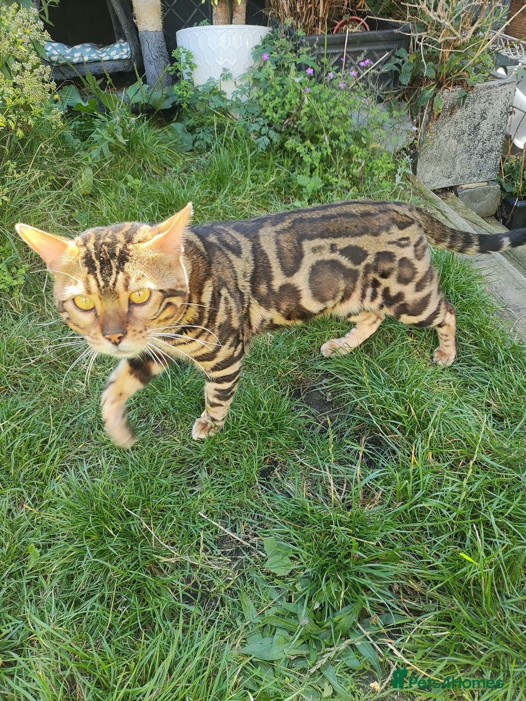 Bengal cats for sale: 🐆 Stunning TICA Registered Bengals Available 🐾 - Image 13