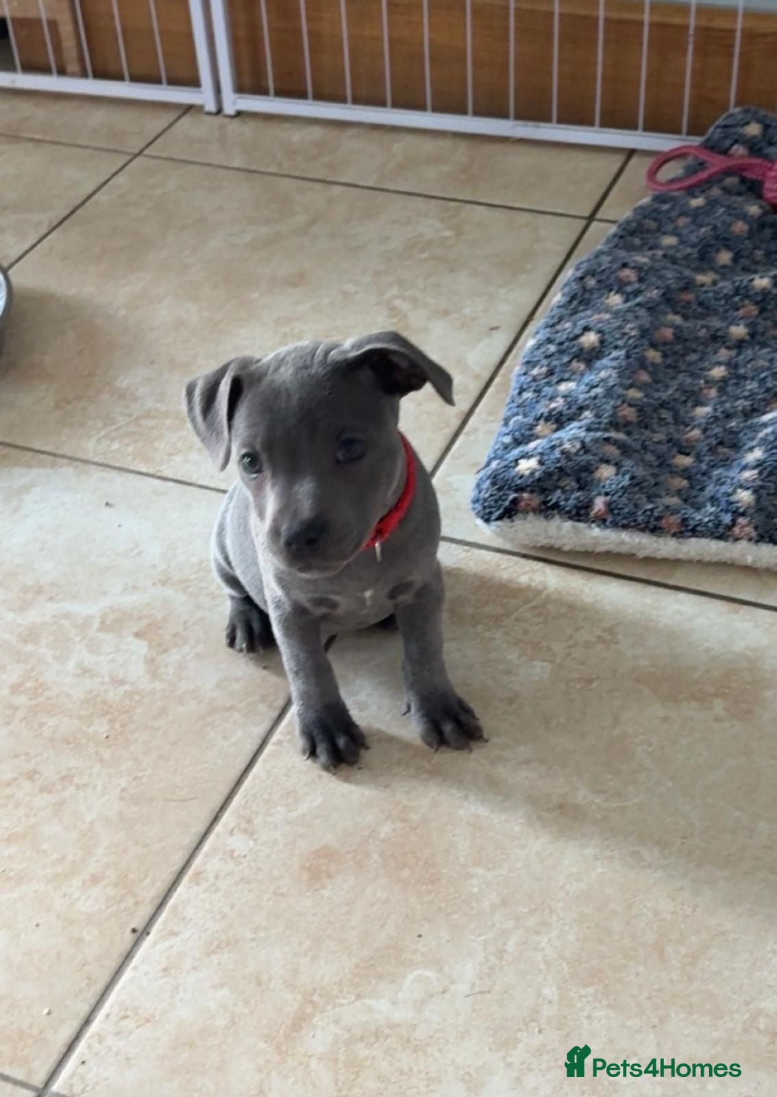 Staffordshire Bull Terrier dogs Blue Staffy Puppies - Advert 2