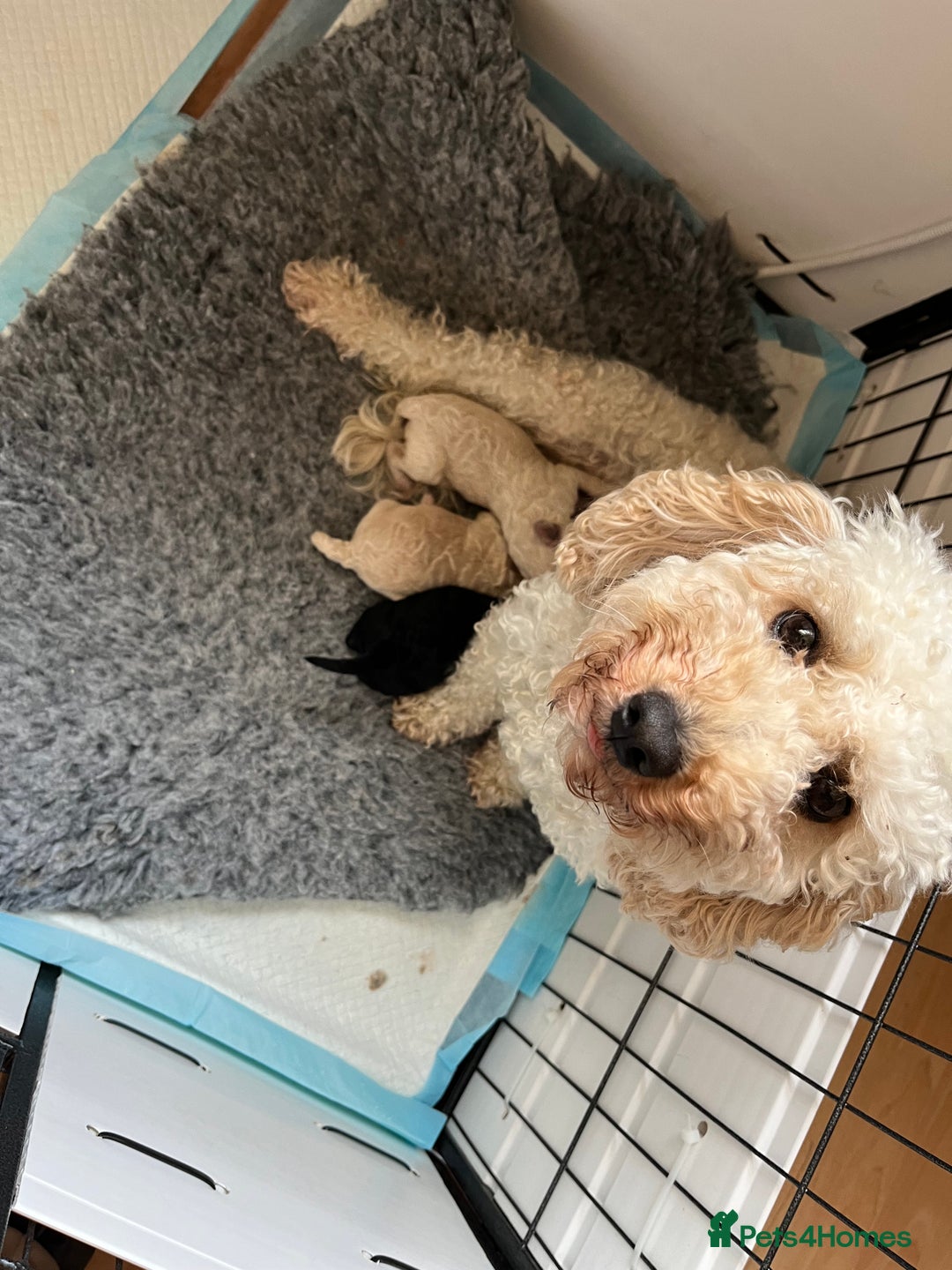 Poochon dogs for sale: 2 poochon girls available  - Image 3