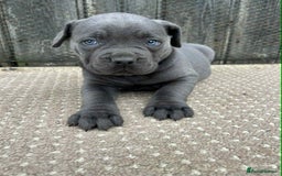 Cane Corso dogs for sale: Cane corso pups - Image 14