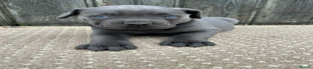 Cane Corso Puppy 4