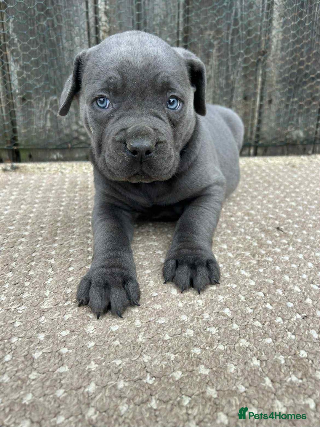 Cane Corso dogs for sale: Cane corso pups - Image 14