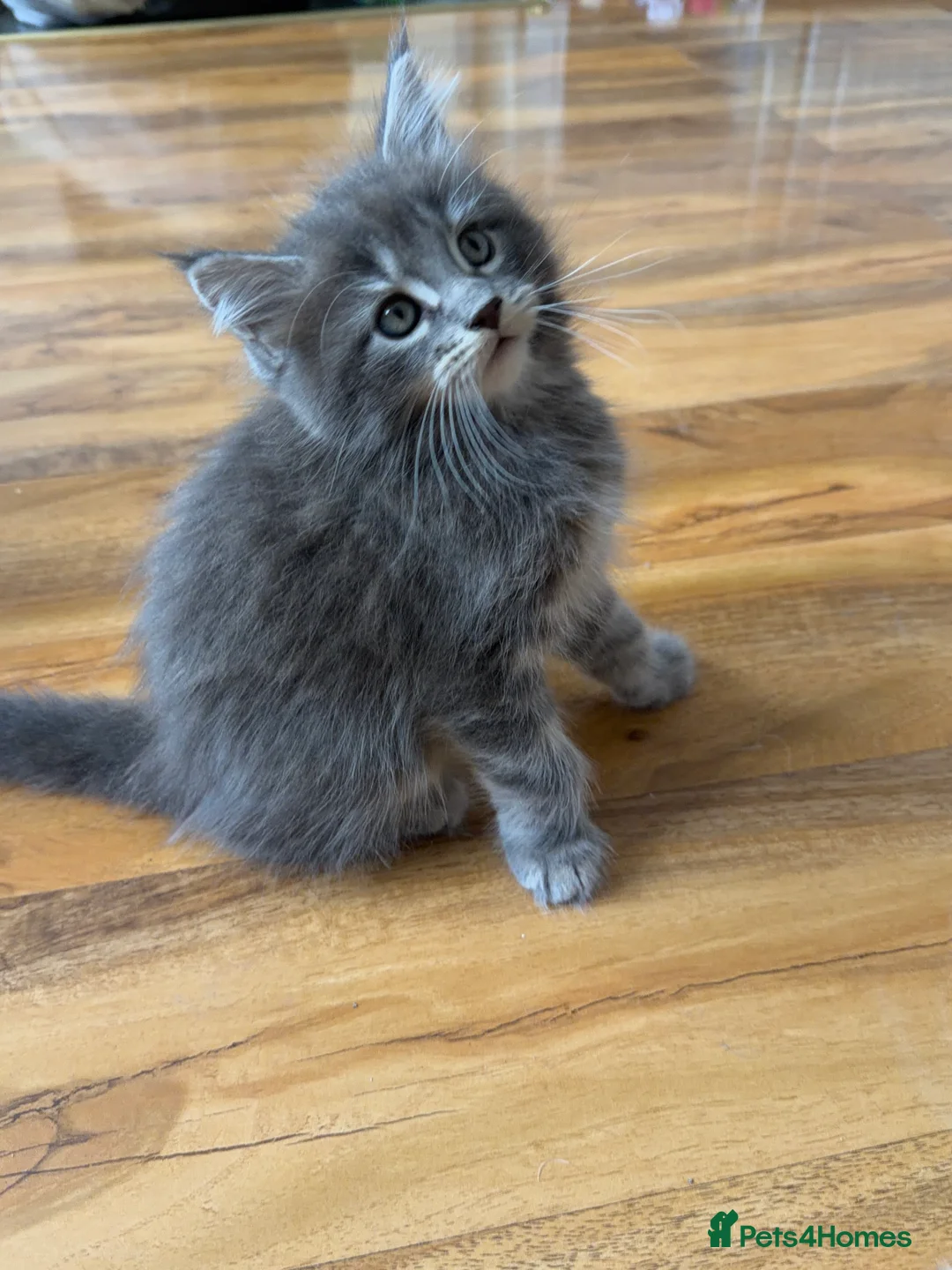 Maine Coon cats for sale: Maine coon kittens - Advert 18