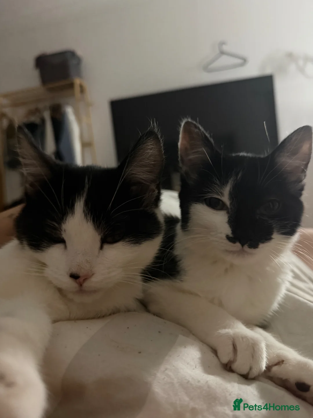 Domestic Shorthair cats for sale: 6 Months Gorgeous Tuxedo Kitten for Sale in Port Talbot - Advert 6