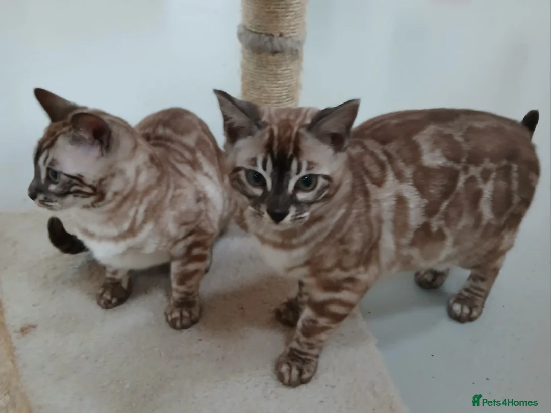 Bengal cats for sale: Stunning Bengal kittens - Advert 5