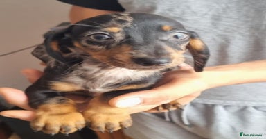 Miniature Dachshund dogs - Advert 8