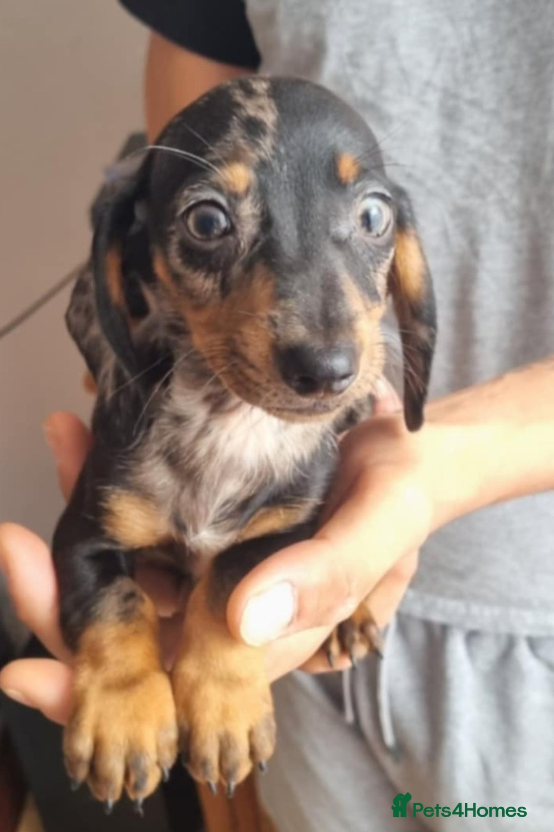 Miniature Dachshund dogs for sale: Miniature dachshund puppies  - Image 2