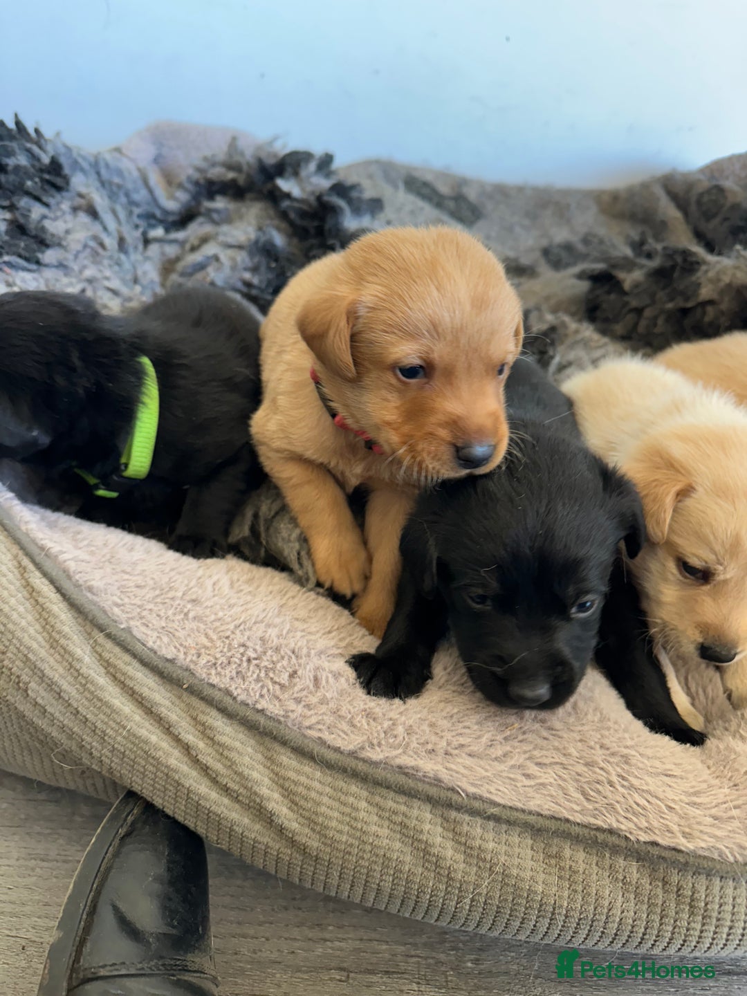 Labrador Retriever dogs for sale: Health tested kc reg puppies  - Image 14