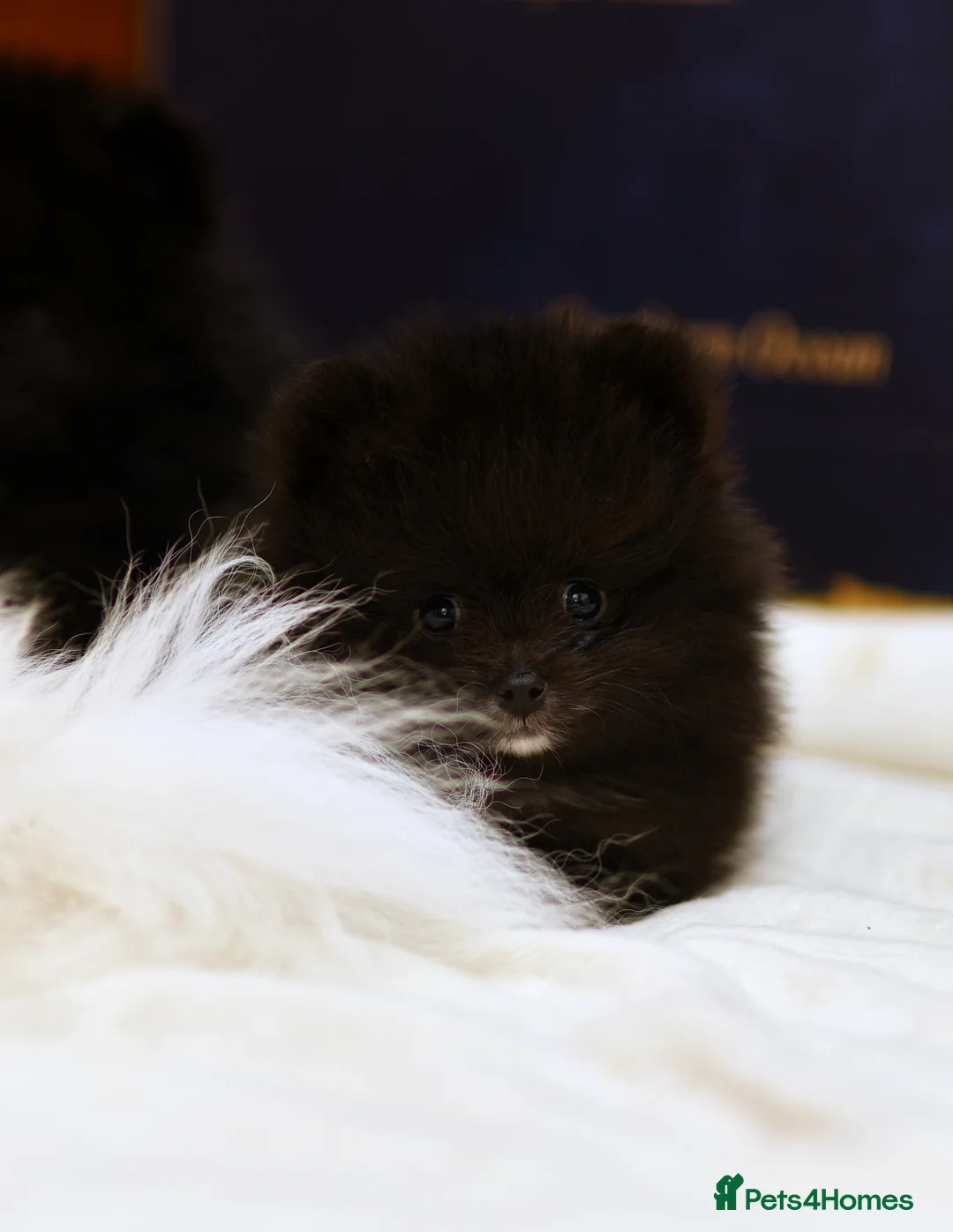 Pomeranian dogs for sale: BLACK POMERANIAN BOY WITH WHITE MARKINGS - Advert 4
