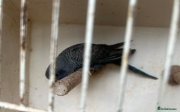 Budgerigars birds for sale: Budgies for sale, black wings, all in good health  - Image 25