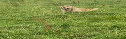 Goldador dogs for sale: Retriever Puppies for sale  - Advert 2