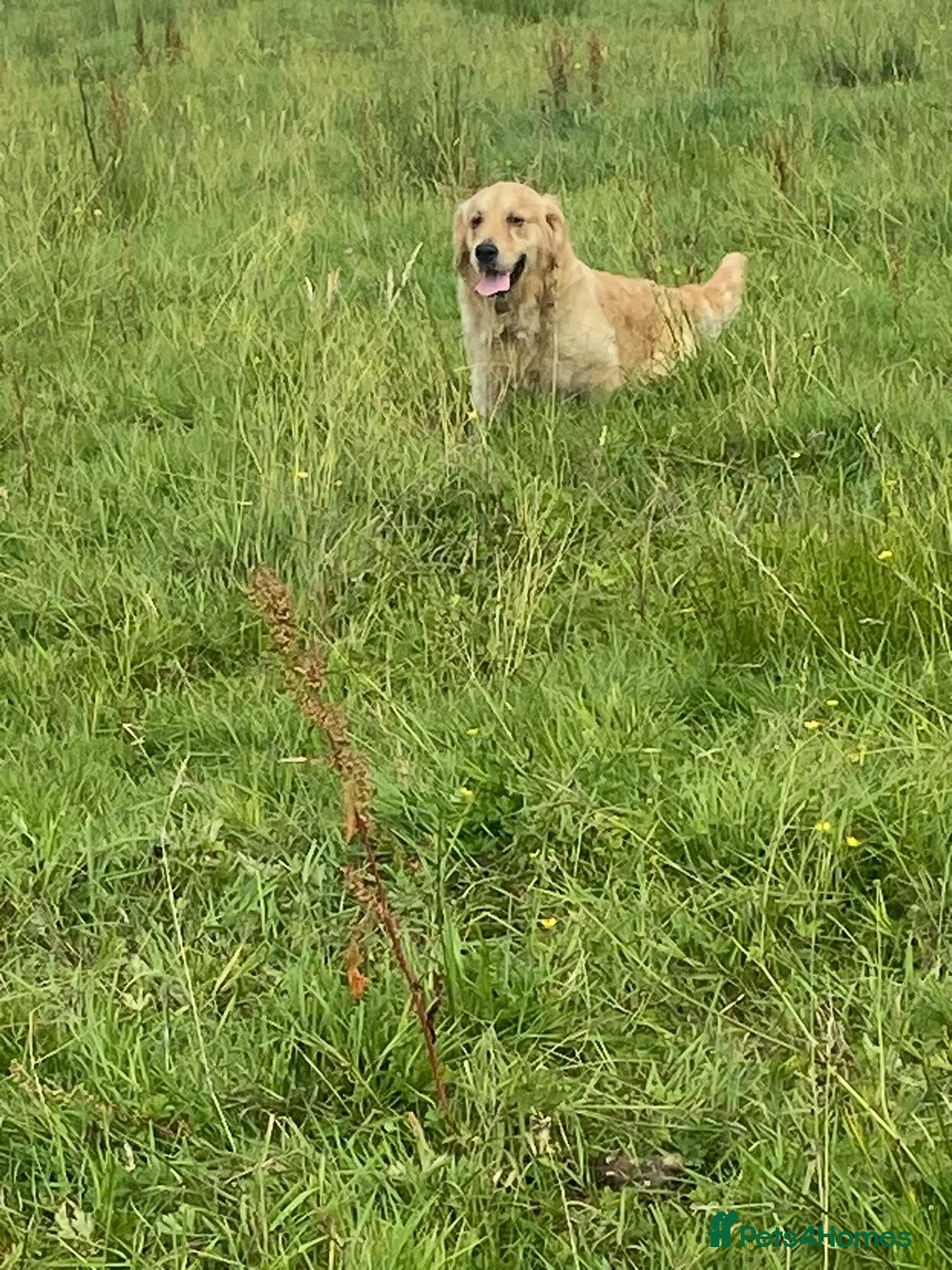 Goldador dogs for sale: Retriever Puppies for sale  - Advert 2