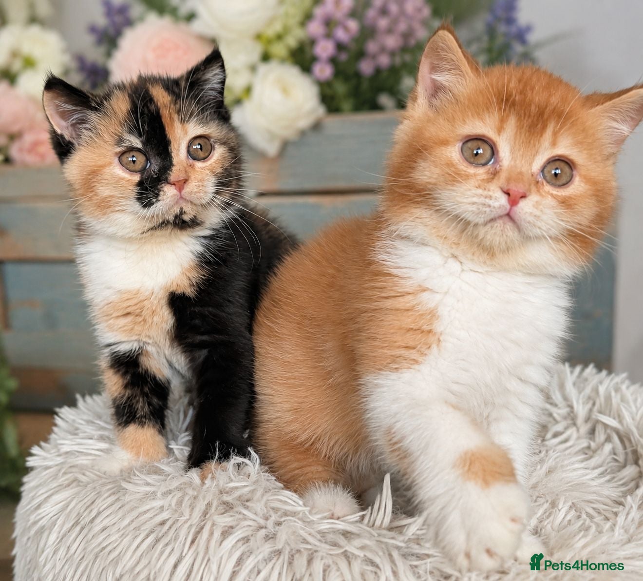 British Shorthair cats 💖👍Quality BSH Boy And Girl😻 - Advert 1