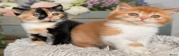 British Shorthair cats for sale: 💖👍 Ready Now👍BSH Boy And Girl😻 - Advert 4