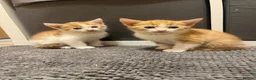 Mixed Breed cats for sale: Ginger & white kittens for sale  - Advert 2