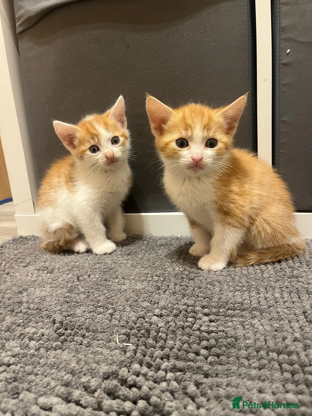 Mixed Breed cats for sale: Ginger & white kittens for sale  - Advert 2