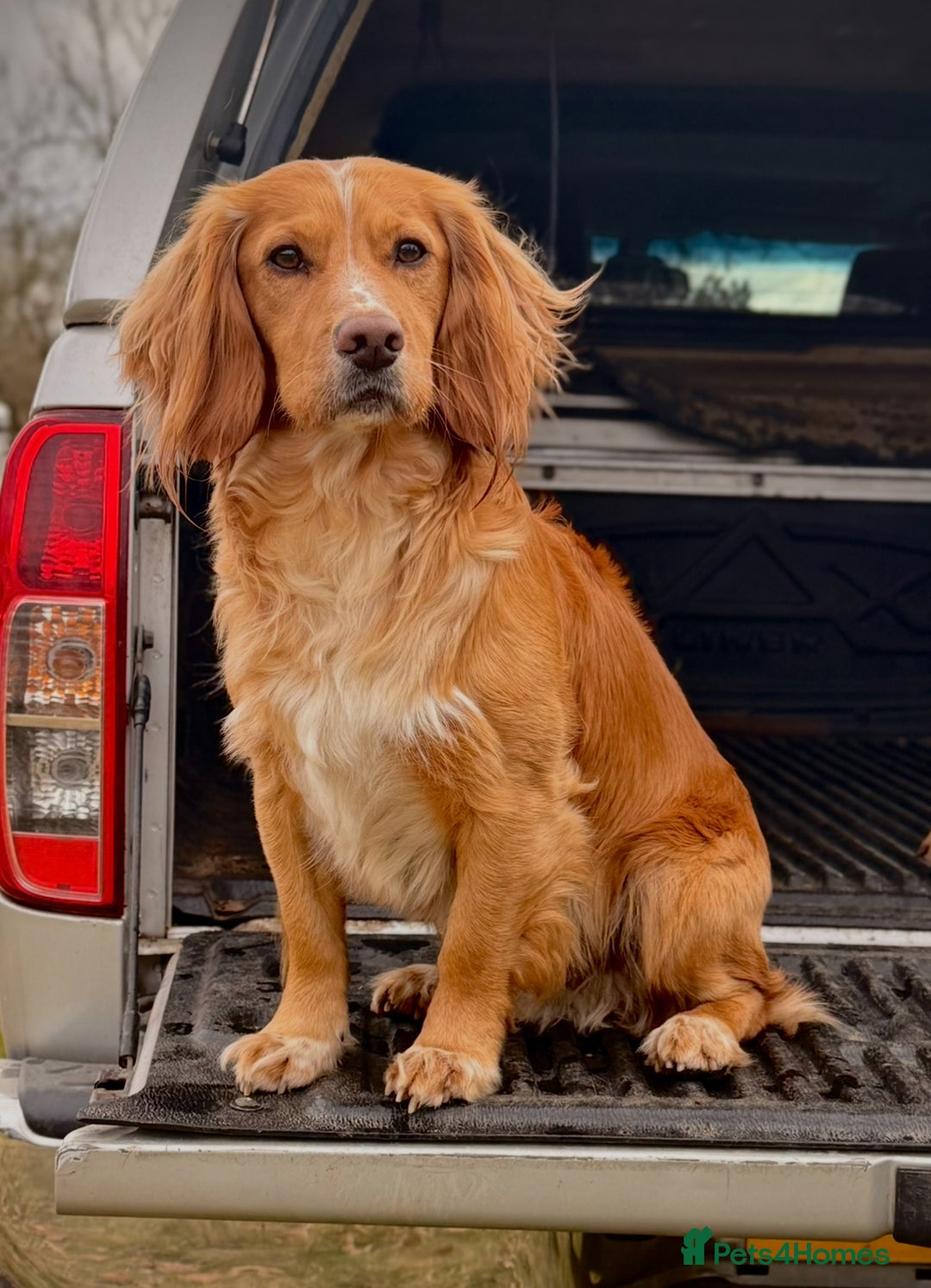 Cocker Spaniel dogs for stud: Stunning KC Working Cocker Spaniel at stud - Advert 5