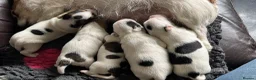 Jack Russell dogs for sale:  Tri coloured Jack Russel Pups! - Advert 21