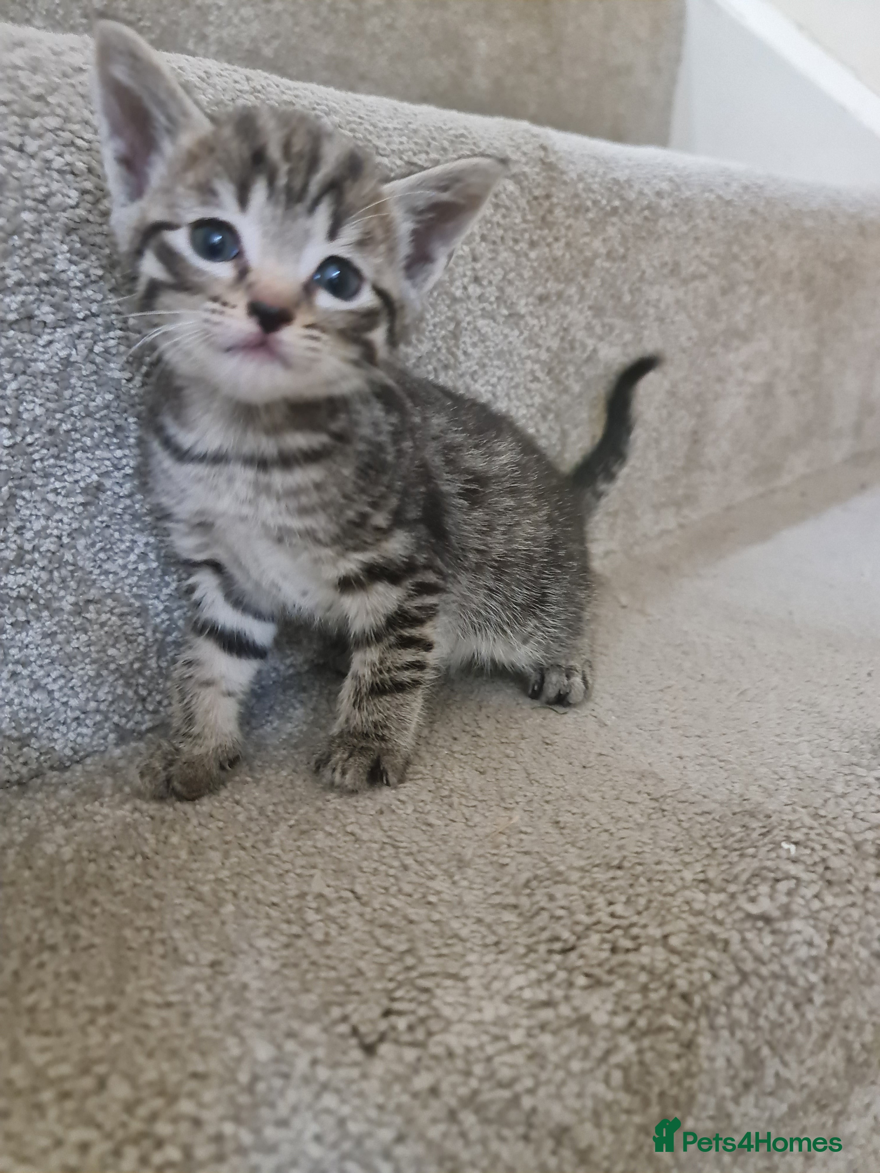 Domestic Shorthair Kitten 5