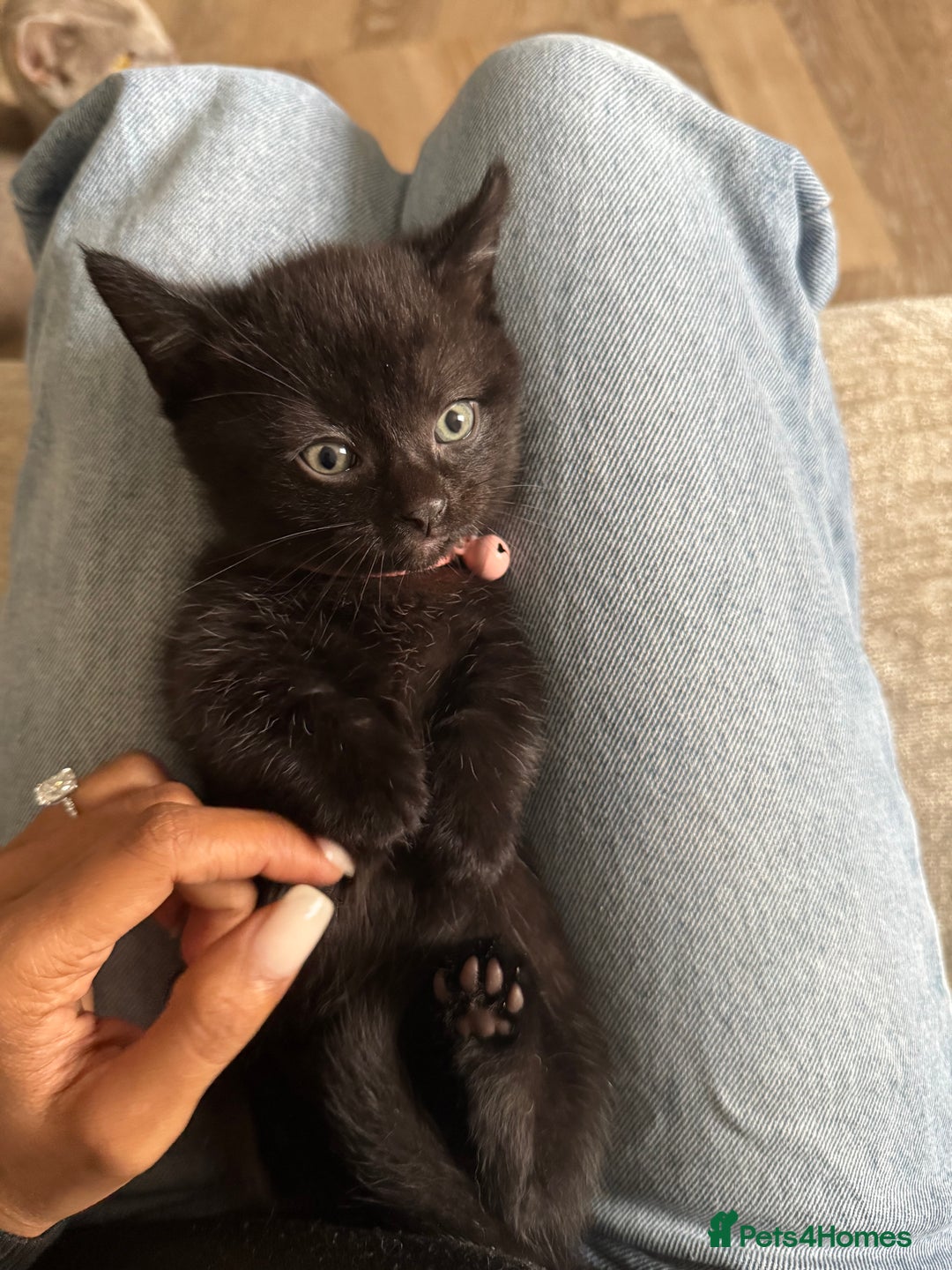 Munchkin cats for sale: stunning standard munchkins - Advert 12