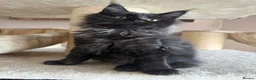 Maine Coon cats for sale: Tica registered black smoked male Maine coon - Advert 3