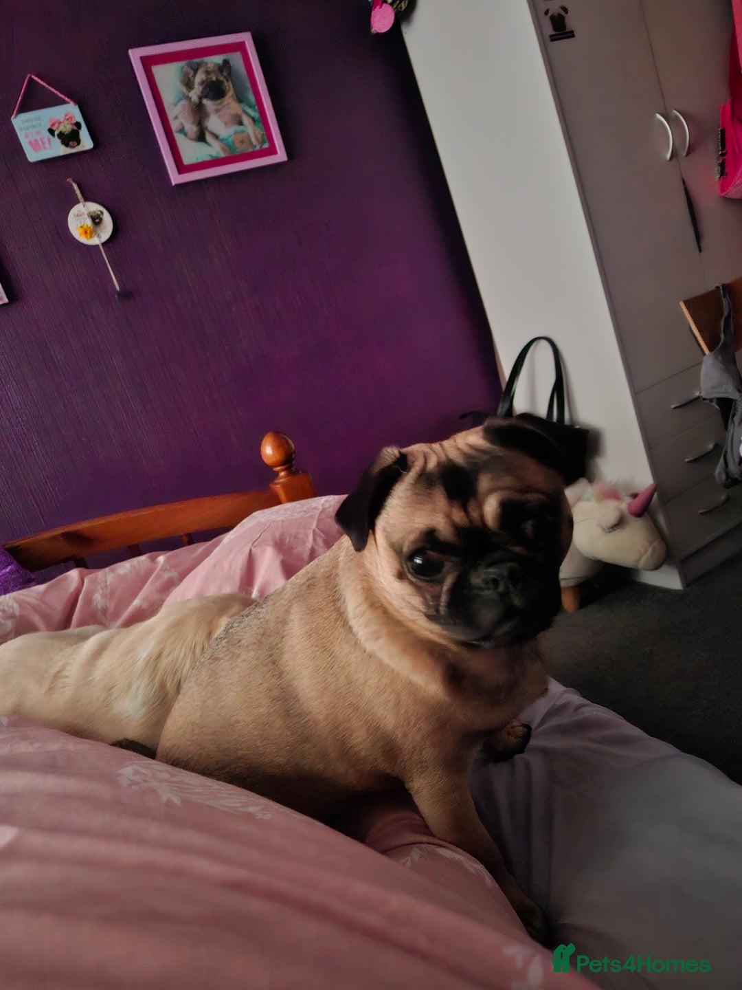Pug dogs for sale: Sweet girl in need of a loving home - Image 6