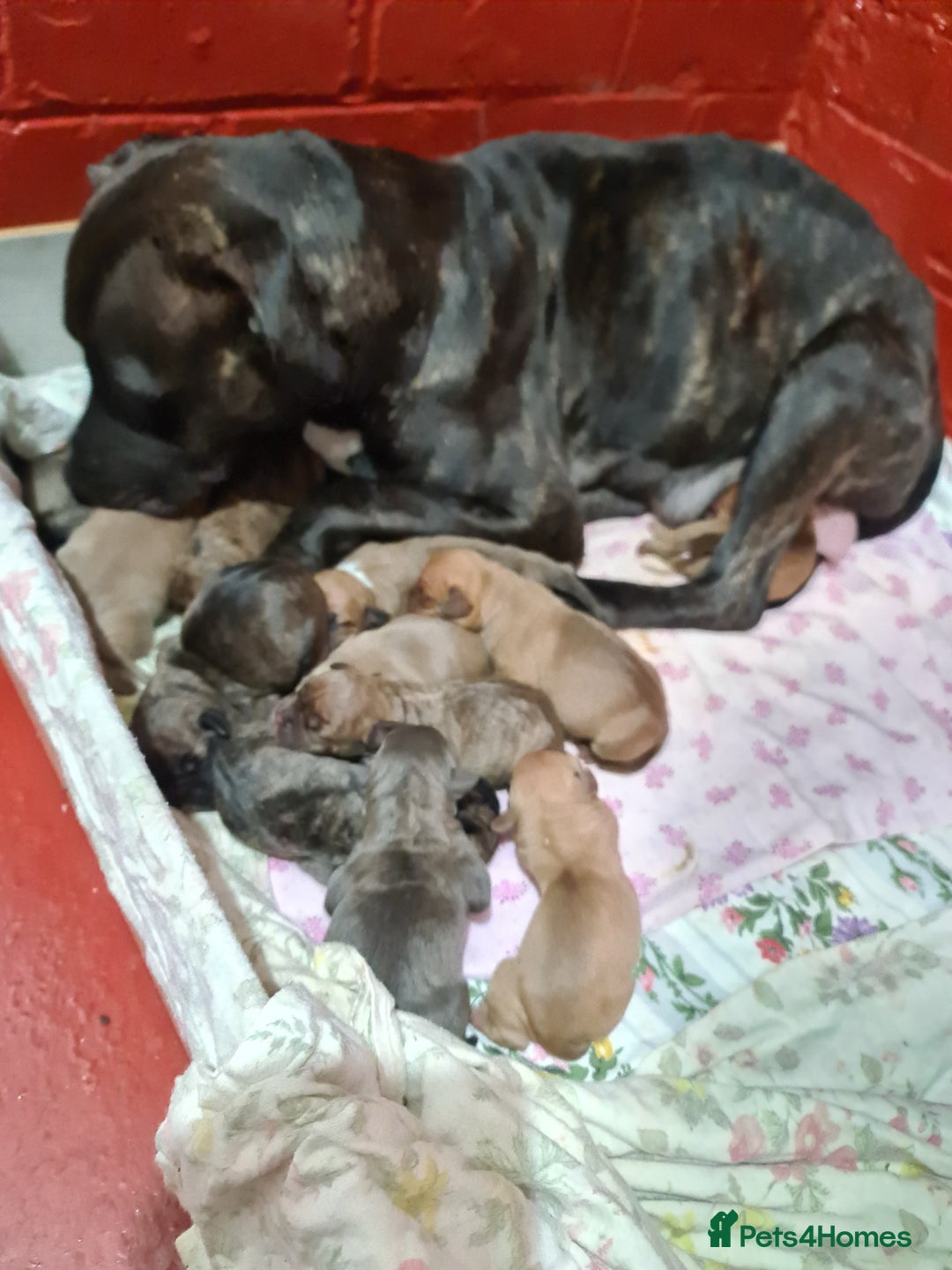 Mixed Breed dogs for sale: Staff x American pocket bully pups  - Image 16