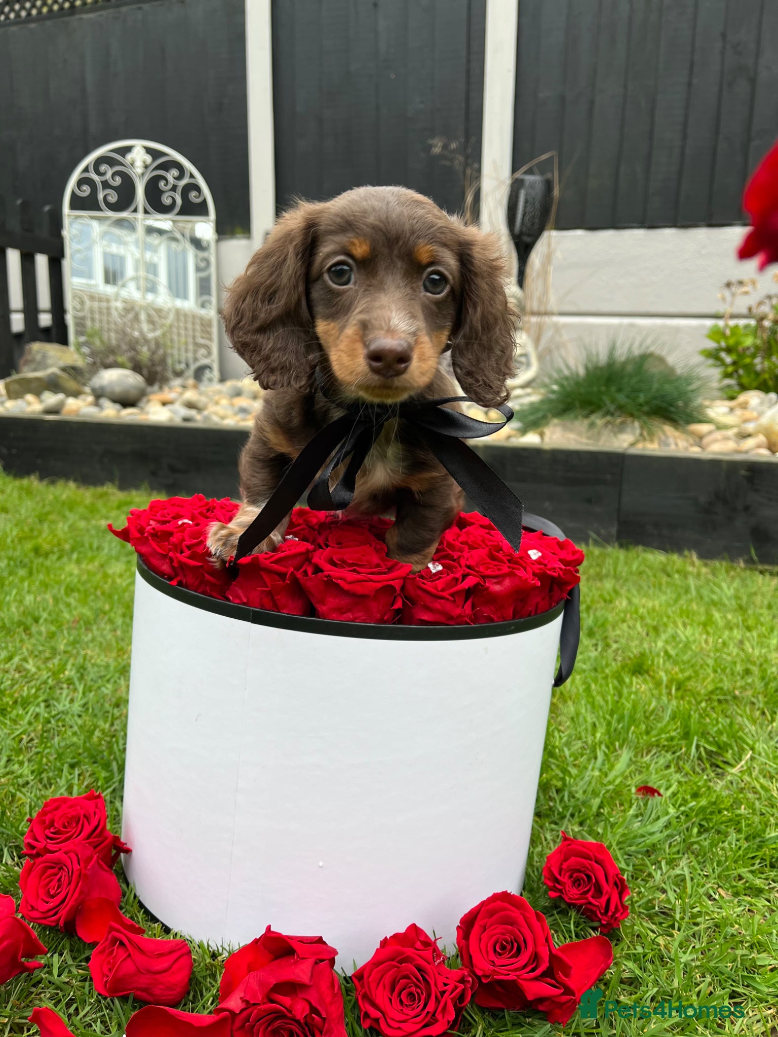 Miniature Dachshund dogs Long haired miniature dachshunds  - Advert 17