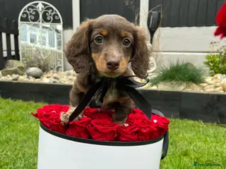 Miniature Dachshund dogs Long haired miniature dachshunds - Advert 17