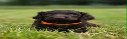 Irish Water Spaniel dogs for sale: Irish Water Spaniels  in Bishop Auckland - Advert 14