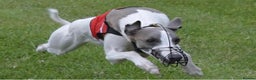 Whippet dogs for stud: Kc reg fully health tested  - Advert 4