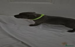 Staffordshire Bull Terrier dogs for sale: Blue staffs for sale £900 - Image 16