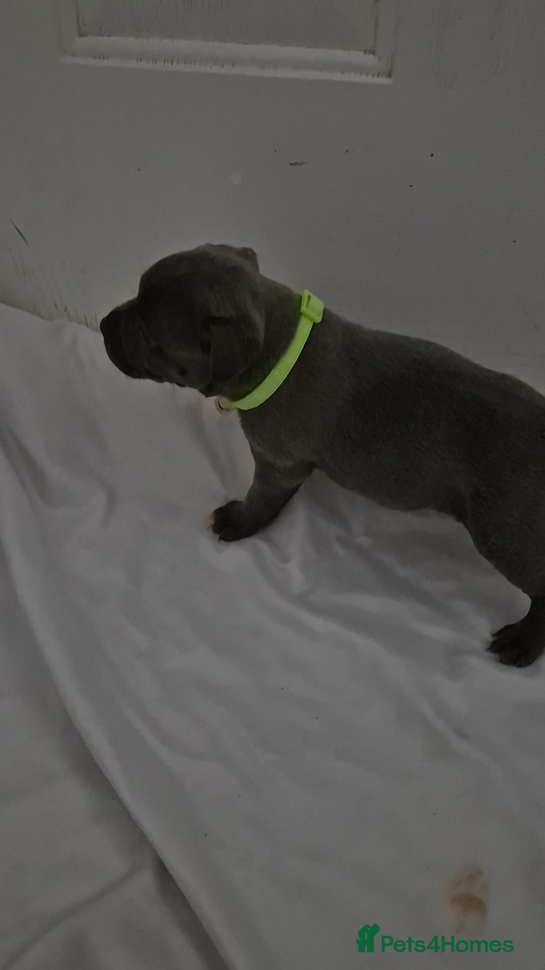 Staffordshire Bull Terrier dogs for sale: Blue staffs for sale £900 - Image 16