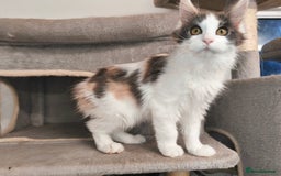 Maine Coon cats for sale: GCCF registered Maine Coon - Image 9